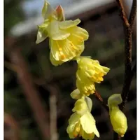 Die Nr-01.de Niedrige Scheinhasel 30-40cm - Corylopsis pauciflora