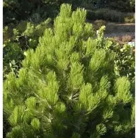 Die Nr-01.de Zwerg Schlangenhautkiefer Zwerg Panzerkiefer 50-60cm - Pinus heldreichii Compact Gem