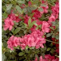 Die Nr-01.de Japanische Azalee Muttertag 25-30cm - Rhododendron obtusum - Zwerg Alpenrose