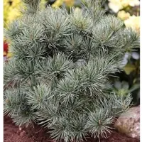 Die Nr-01.de Japanische Zwergmädchenkiefer 60-70cm - Pinus parviflora