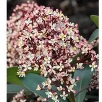 Die Nr-01.de Japanische Skimmie Rubella 20-25cm - Skimmia japonica
