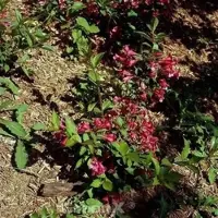 Die Nr-01.de Weigelie All Summer Red 25-30cm - Weigela florida