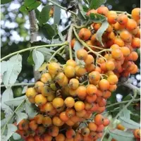 Die Nr-01.de Mährische Eberesche Autumn Spire 125-150cm - Sorbus aucuparia