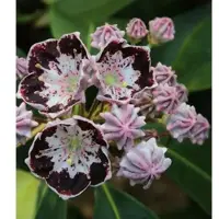 Die Nr-01.de Berglorbeer Sterntaler 25-30cm - Kalmia,atifolia
