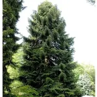 Die Nr-01.de Nordmannstanne 125-150cm - Abies nordmanniana
