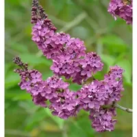 Die Nr-01.de Edelflieder Andenken an Ludwig Späth 100-125cm - Syringa vulgaris