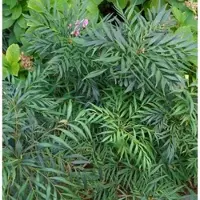 Die Nr-01.de Mahonie Volcano 25-30cm - Mahonia aqiuifolium