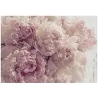 WALLARENA Fototapete Blumen in Rosa | Gr.: 250 x 175 cm