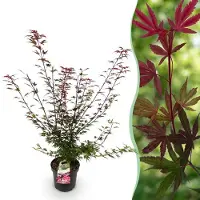 Green Boutiq - Gartenpflanze - Acer palmatum Shaina - Japanischer Ahorn - Laubabwerfend - Rot - 1 - Topf 26cm - Höhe 90cm