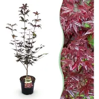 Green Boutiq - Gartenpflanze - Acer palmatum Bloodgood - Japanischer Ahorn - Laubabwerfend - Rot - 1 - Topf 26cm - Höhe 90cm