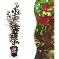 Green Boutiq - Gartenpflanze - Acer palmatum Skeeters Broom - Japanischer Ahorn - Laubabwerfend - Rot - 1 - Topf 26cm - Höhe 90cm