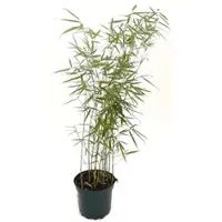 Bambus börse Bambusbörse Bambus Fargesia Robusta Campbell 3 Liter Höhe 60 - 80 cm