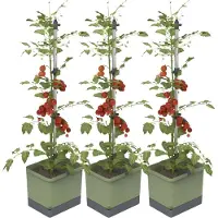 Gusta Garden TOM TOMATO 3er-Set dunkelgrün / W07074 Pflanzgefäss