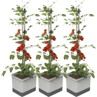 Gusta Garden TOM TOMATO 3er-Set, hellgrau / W07073 Pflanzgefäss