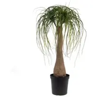 LOU DE CASTELLANE Baucarnea Nolina im Topf 90 cm - Grün Rund Papier