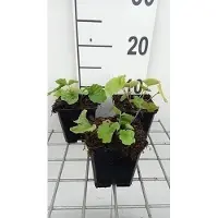 GRDplanten 6 x Pachyphragma macrophyllum - Pachyphragma - Topf 9 x 9 cm
