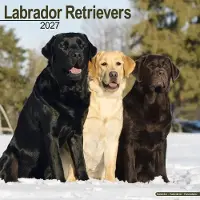 Avonside Publishing Ltd. Labrador Retriever Mischling Kalender 2027