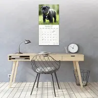 Avonside Publishing Ltd. Staffordshire Bull Terrier Kalender 2027