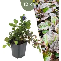 Frank GmbH Plants by Frank | 12 Günsel Pflanzen | Ajuga Reptans | Bodendecker | Winterhart | Mehrjährig | Gartenpflanzen