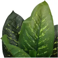 Hjh OFFICE Dieffenbachia