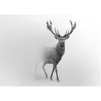 WALLARENA FOTOTAPETE Tiere Hirsch Vliestapete Tapete 350x250