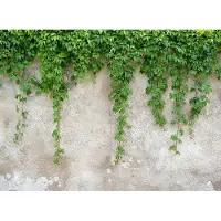 Living Walls Fototapete "Designwalls Climbing Leaves" glatt Vlies, Wand, Schräge, Decke