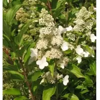 Arborix Rispenhortensie 'Kyushu' Hydrangea paniculata 40 bis 50 cm im Container Weiße Blüten