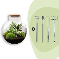 Urbanjngl Diy Terrarium - Bolder Bob - ↕ 30 Cm
