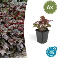 Exotenherz Bodendecker - Purpurglöckchen - Heuchera mic. 'Palace Purple' - 9cm Topf - Set mit 6 Pflanzen