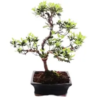 Exotenherz Outdoor Bonsai Rhododendron simsii - Azalee 15cm