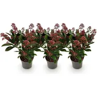 Green Boutiq GreenboutiQ - Terrassenpflanze - Skimmia japonica Rubella - Blüte Rot - 10+ Blüten - 3 Pflanzen - Winterhart - Topf 10,5cm Höhe 25cm