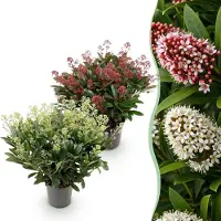 Green Boutiq GreenboutiQ - Terrassenpflanze - Skimmia japonica Duo - Blüte Weiß & Rot - 40+ Blüten - 2 Pflanzen - Winterhart - Topf 19cm Höhe 60cm