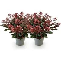 Green Boutiq GreenboutiQ - Terrassenpflanze - Skimmia japonica Rubella - Blüte Rot - 15+ Blumen - 2 Pflanzen - Winterhart - Topf 15cm Höhe 30cm