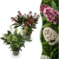 Green Boutiq GreenboutiQ - Terrassenpflanze - Skimmia japonica Duo - Blüte Weiß & Rot - 10+ Blüten - 2 Pflanzen - Winterhart - Topf 10,5cm Höhe 25cm