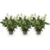 Green Boutiq GreenboutiQ - Terrassenpflanze - Skimmia japonica Finchy - Blüte Weiß - 10+ Blumen - 3 Pflanzen - Winterhart - Topf 10,5cm Höhe 25cm