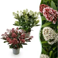 Green Boutiq GreenboutiQ - Terrassenpflanze - Skimmia japonica Duo - Blüte Weiß & Rot - 15+ Blumen - 2 Pflanzen - Winterhart - Topf 15cm Höhe 30cm