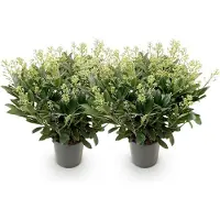 Green Boutiq GreenboutiQ - Terrassenpflanze - Skimmia japonica Finchy - Blüte Weiß - 40+ Blumen - 2 Pflanzen - Winterhart - Topf 19cm Höhe 60cm