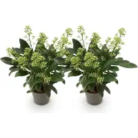 Green Boutiq GreenboutiQ - Terrassenpflanze - Skimmia japonica Finchy - Blüte Weiß - 10+ Blüten - 2 Pflanzen - Winterhart - Topf 10,5cm Höhe 25cm