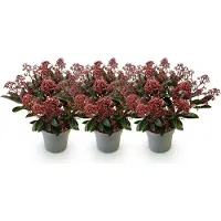 Green Boutiq GreenboutiQ - Terrassenpflanze - Skimmia japonica Rubella - Boem Rot - 15+ Blüten - 3 Pflanzen - Winterhart - Topf 15cm Höhe 30cm