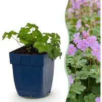 Green Boutiq - Stauden - Geranium cant. Cambridge - Storchschnabel - Bodendeckend - Hellrosa - 1 Pflanzen - Topf 11cm - Höhe 15-25cm