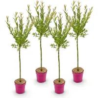 Green Boutiq - 4x Salix Flamingo - Flamingo-Weide - Bunt Rosa - Baum - Ø19cm - ↕90-100cm