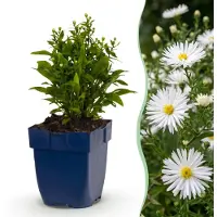 Green Boutiq – Stauden – Aster (D) Schneekissen – Meerastern – Pflanzen, die Bienen und Schmetterlinge anziehen – Weiß – 24 Pflanzen – Topfgröße 11 cm – Höhe 15-25 cm