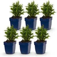 Green Boutiq - Stauden - Aster (D) Schneekissen - Meeresaster - Lockt Bienen und Schmetterlinge an - Weiß - 6 Pflanzen - Topfgröße 11 cm - Höhe 15-25 cm
