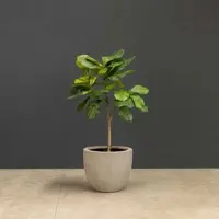 Fleur Ami Kunstpflanze mit Topf Ficus Lyrata mit Roccastone Classic 120cm Natur Beton