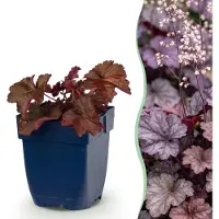Green Boutiq - Stauden - Heuchera micr. Palace Purple - Purpurglöckchen - Schatten - Lila - 6 Pflanzen - Topf 11cm - Höhe 15-25cm