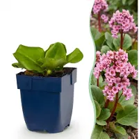 Green Boutiq - Stauden - Bergenia cordifolia - Herzblatt - Schatten - Rosa - 6 Pflanzen - Topf 11cm - Höhe 15-25cm