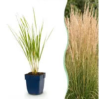 Green Boutiq - Gräser - Calamagrostis Karl Foerster - Schilfrohr - Mit Blüte - Grün - 1 Pflanzen - Topf 11cm - Höhe 15-25cm