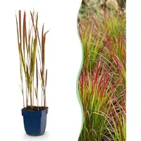 Green Boutiq - Gräser - Imperata cylindrica Red Baron - Japanisches Blutgras - Rote Ausläufer - Rot - 1 Pflanze - Topf 11cm - Höhe 15-25cm