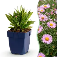 Green Boutiq – Stauden – Aster Wood's Pink – Prachtspirea – Pflanzen, die Bienen und Schmetterlinge anziehen – Rosa – 12 Pflanzen – Topfgröße 11 cm – Höhe 15-25 cm