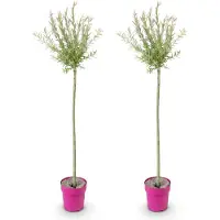 Green Boutiq - 2x Salix Flamingo - Flamingo-Weide - Bunt Rosa - Baum - Ø23cm - ↕140-160cm